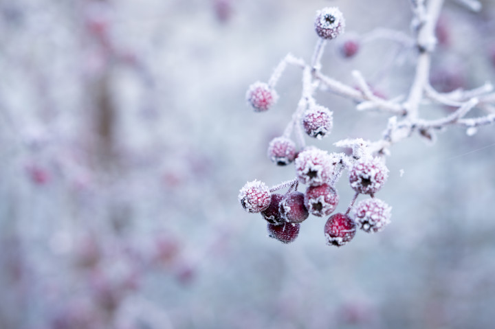 Top Tips for Preparing Your Garden for Winter