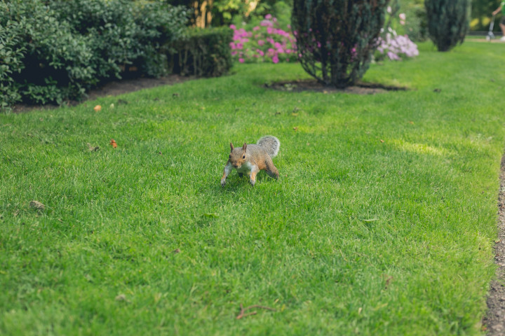 Wildlife Gardening Has Benefits