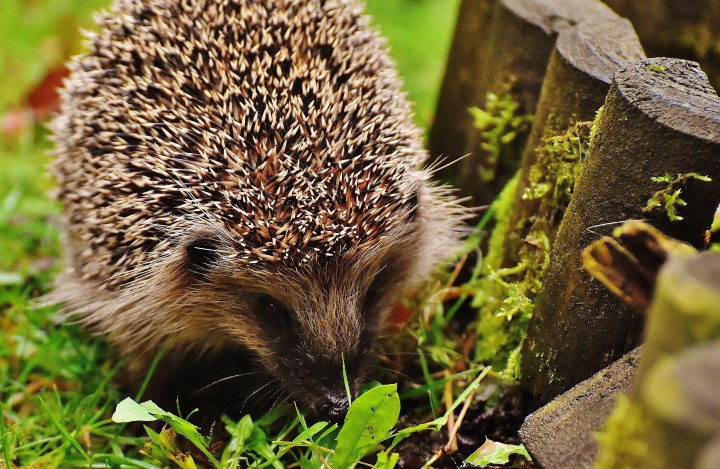 Rewarding Wildlife Gardening At Home Success