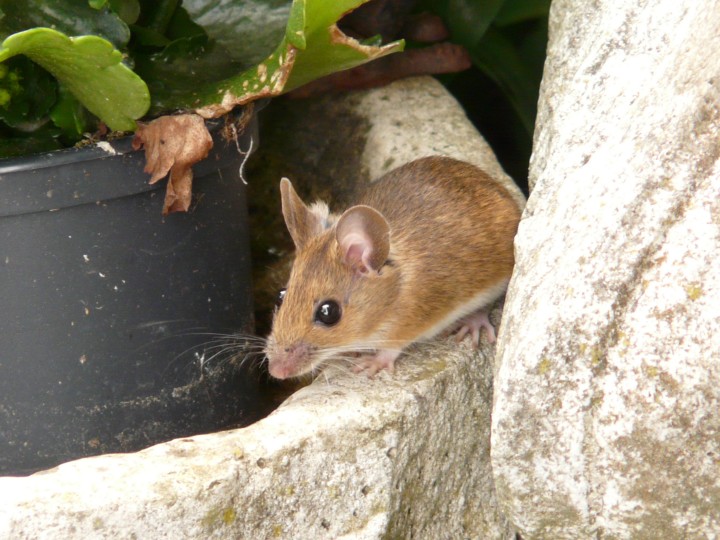 Wildlife gardening brings our furry friends