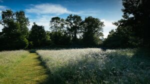 Hampshire beauty