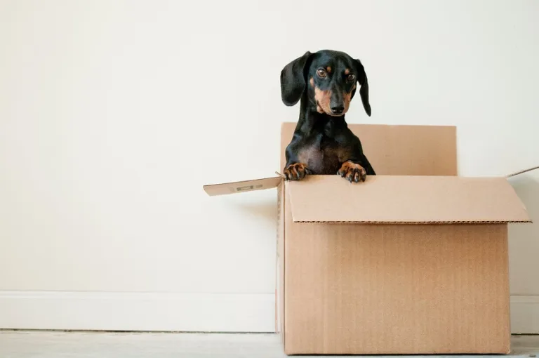 London&rsquo;s Moving Maze: Navigating the Best Removal Service for Your Big Move
